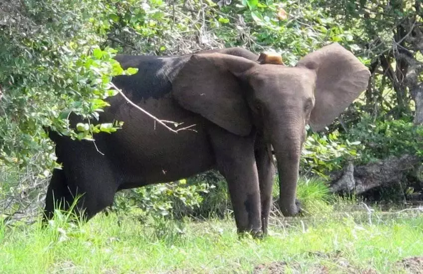 वन मंडल द्वारा हाथी प्रभावित क्षेत्रों में तेन्दूपत्ता तोडऩे हेतु नहीं जाने की दी गई है समझाईश