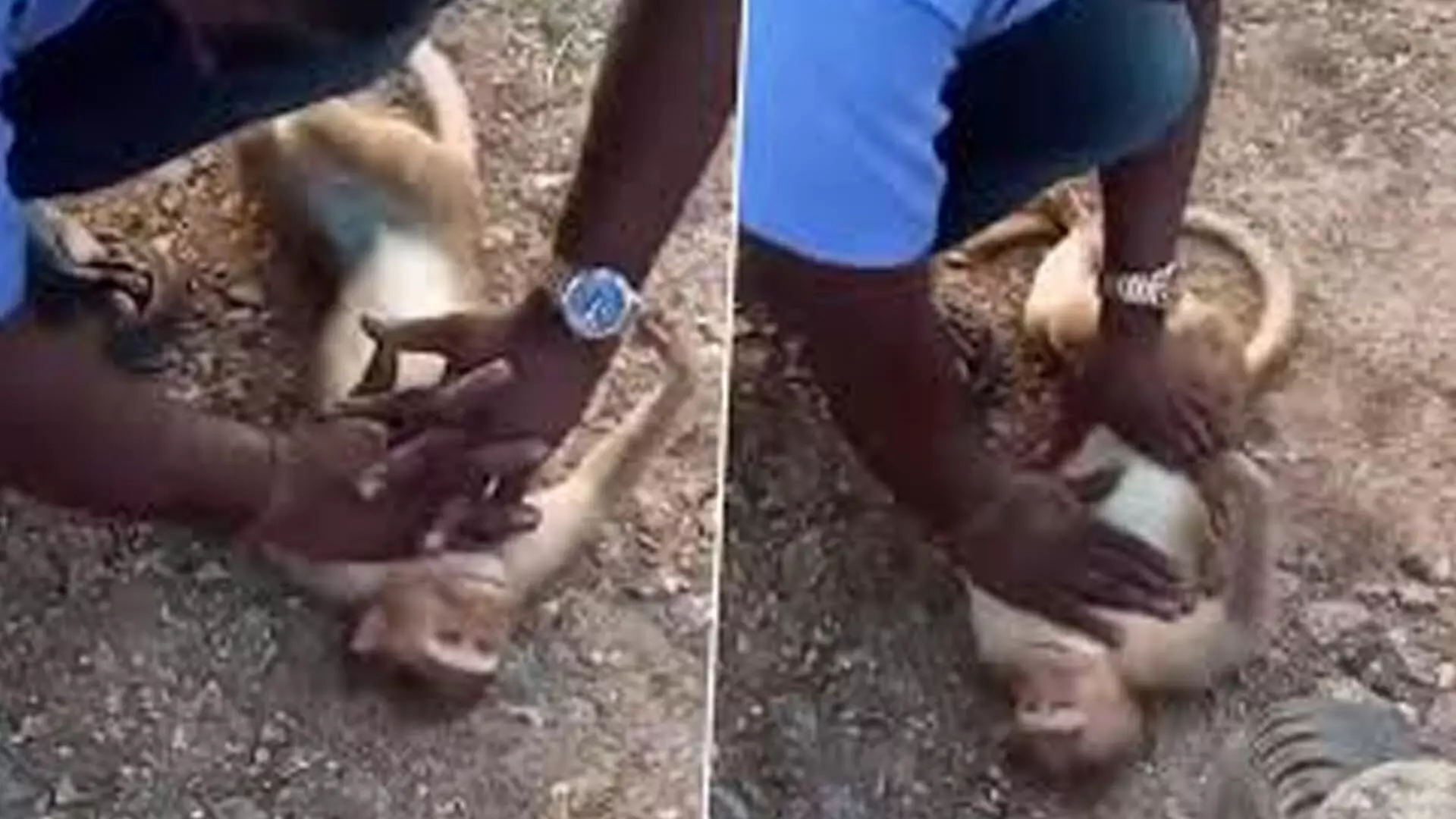 टैक्सी ड्राइवर ने CPR देकर बचाई बंदर की जान, फिर वायरल हो रहा ये पुराना वीडियो