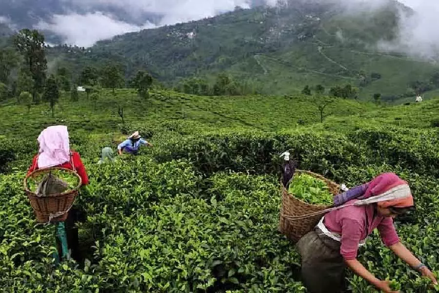 आईटीए ने संघर्षरत दार्जिलिंग चाय उद्योग को समर्थन देने के लिए केंद्र से वित्तीय सहायता मांगी