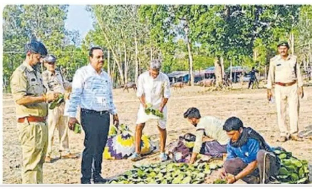 पूर्वी पश्चिम वनरेंज में तेंदूपत्ता की आवक, बिगड़ा मौसम बढ़ी चिंता