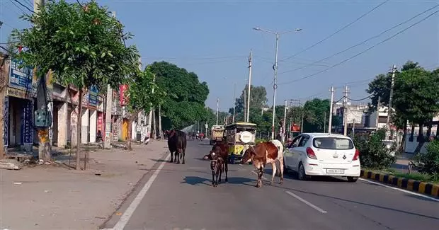 यमुनानगर और जगाधरी में आवारा पशुओं का बढ़ रहा है आतंक