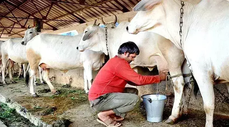 गोपालगंज जिले में लू व गर्मी से कम हुआ दूध का उत्पादन