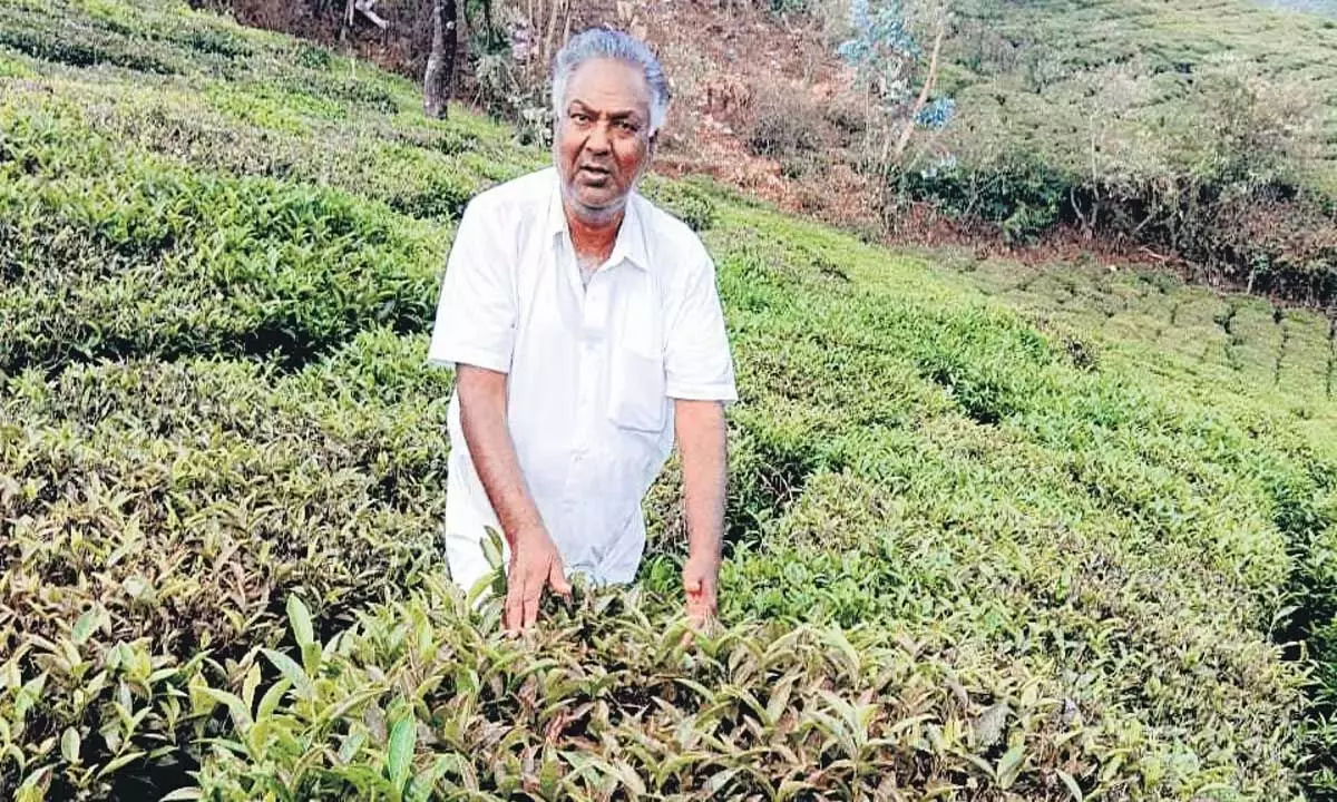 तमिलनाडु के नीलगिरी में चाय उत्पादन पर अत्यधिक जलवायु का लंबा प्रभाव पड़ा