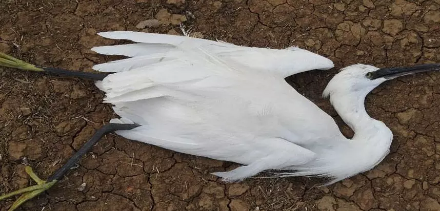 जलाशय किनारे मृत मिले 3 पक्षी, शिकारियों पर शक