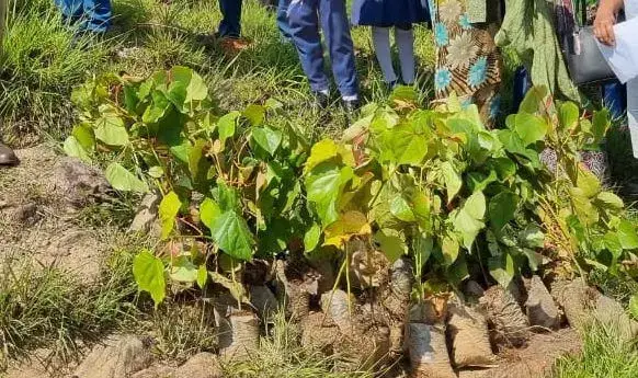 कॉलेज ने एसडब्ल्यूजीएच में अंतर्राष्ट्रीय पादप स्वास्थ्य दिवस मनाया