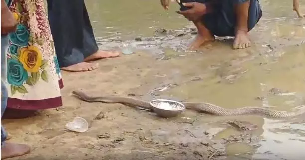 नाग सांप वीडियो, हाथों से छूकर आशीर्वाद ले रहे ग्रामीण