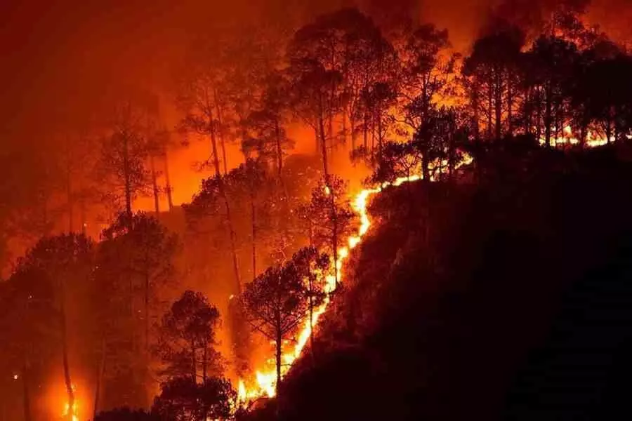 विशेषज्ञों ने कहा- उत्तराखंड में जंगल की आग से दुर्लभ हिमालयी जीवों को खतरा