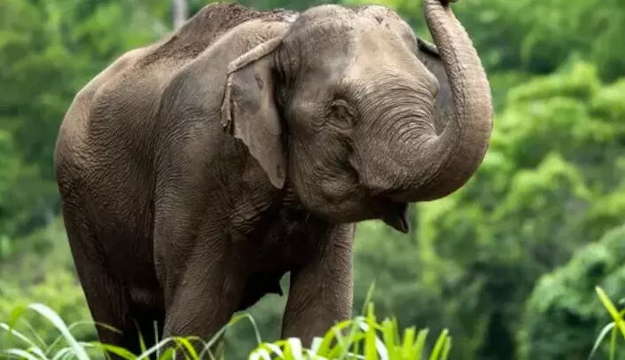 जान बचाकर भाग रही महिला को हाथी ने कुचला, मौत