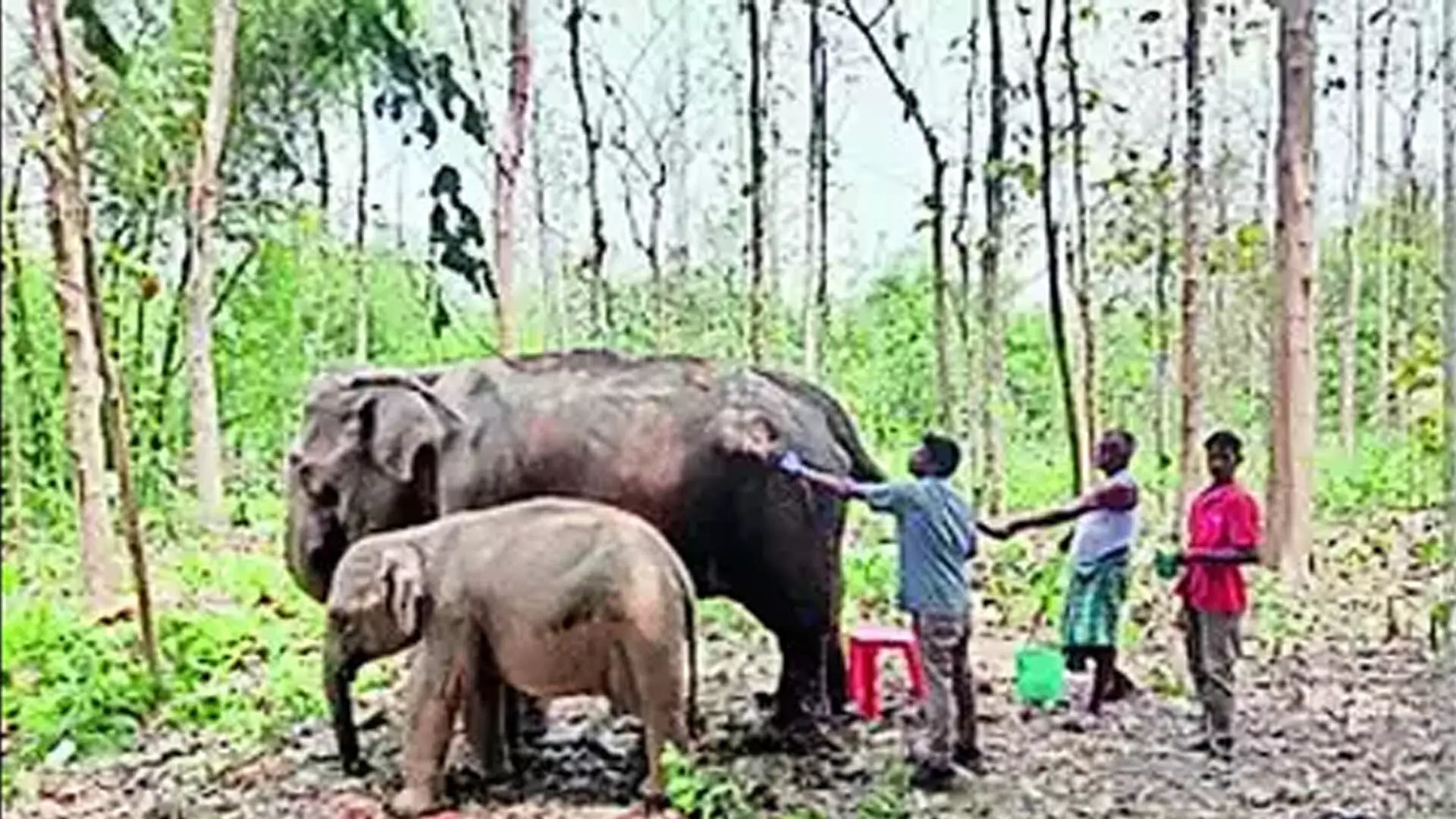 त्रिपुरा तीन जंगली जंबो पर रेडियो कॉलर लगाने का निर्णय लिया