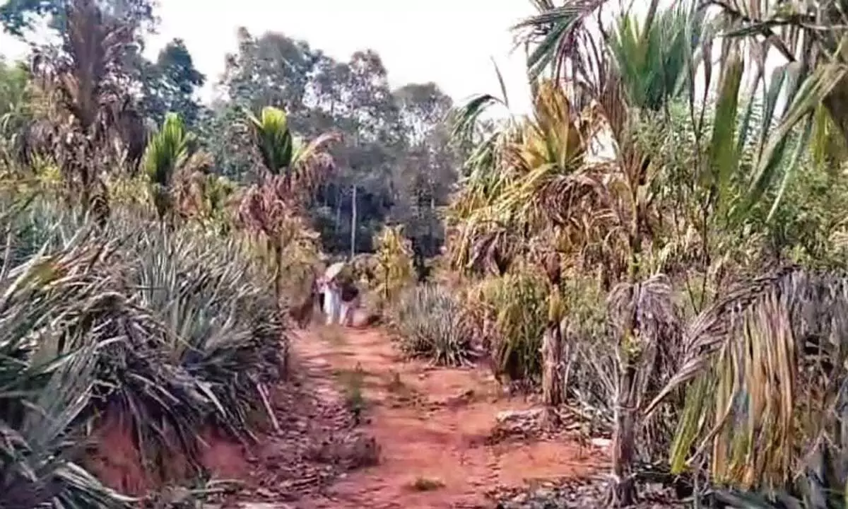 एर्नाकुलम में फसलों का उत्पादन और गुणवत्ता प्रभावित