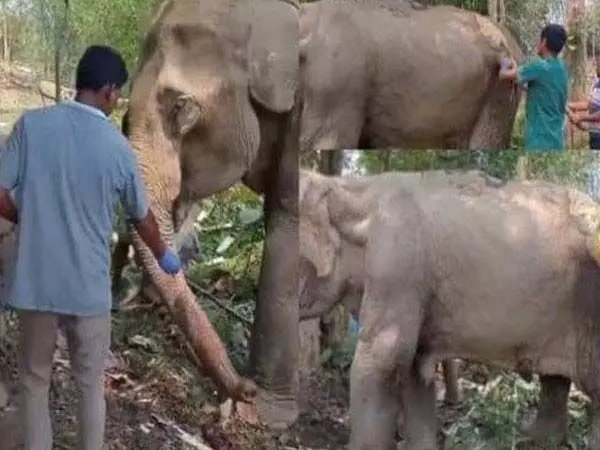 उनाकोटि में बीमार हाथियों को अनंत अंबानी के वंतारा ने समय पर बचाया