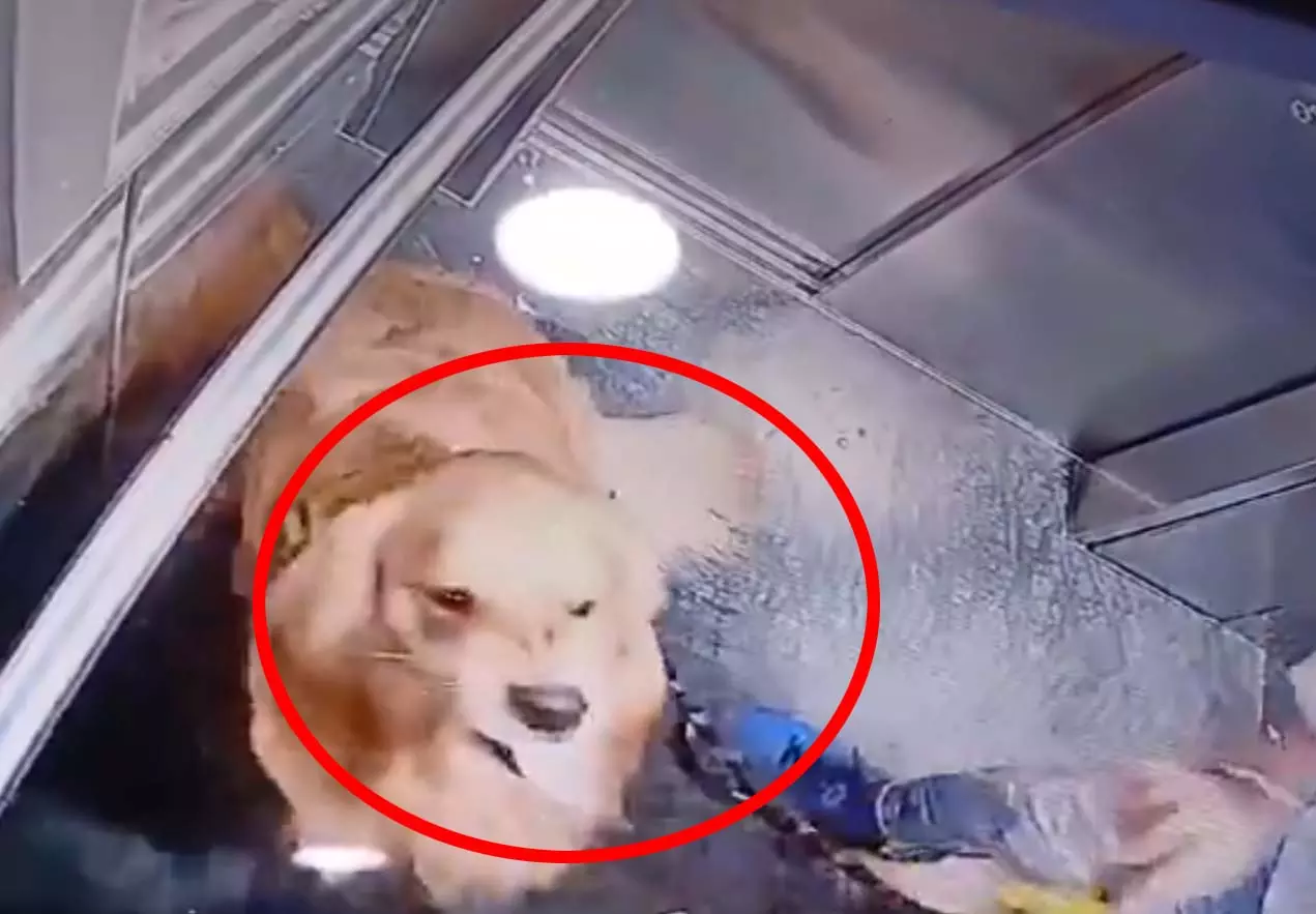 लिफ्ट के अंदर का चौंकाने वाला VIDEO, जिसने भी देखा रह गया हैरान