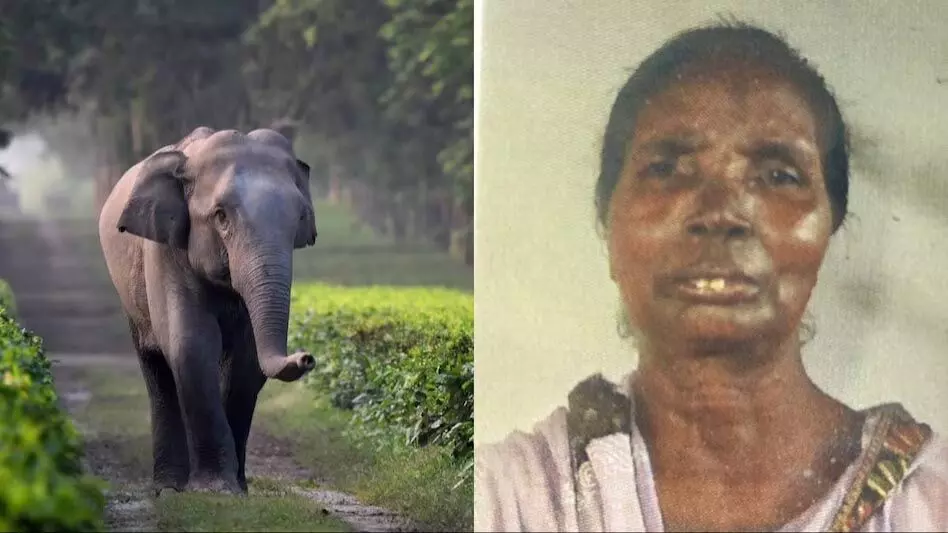 कलियाबोर केलीडेन टी एस्टेट में हाथी के हमले में बुजुर्ग महिला की मौत