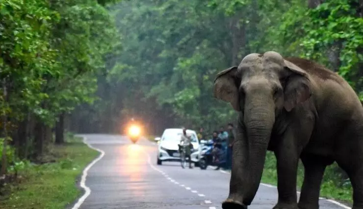 असम का वन विभाग मानव-हाथी संघर्ष से निपटने के लिए उपाय शुरू करता
