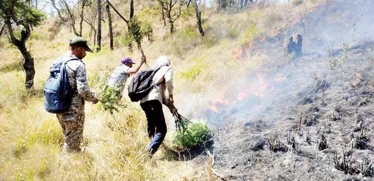 कुटलैहड़ के जंगलों में आग करोड़ों की संपत्ति हुई राख