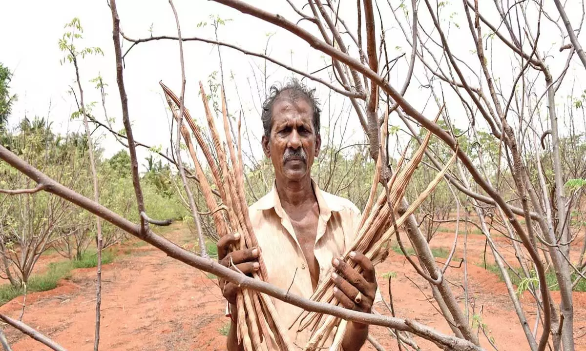 जलवायु परिवर्तन से तमिलनाडु के अरवाकुरिची में फसल की पैदावार आधी हो गई