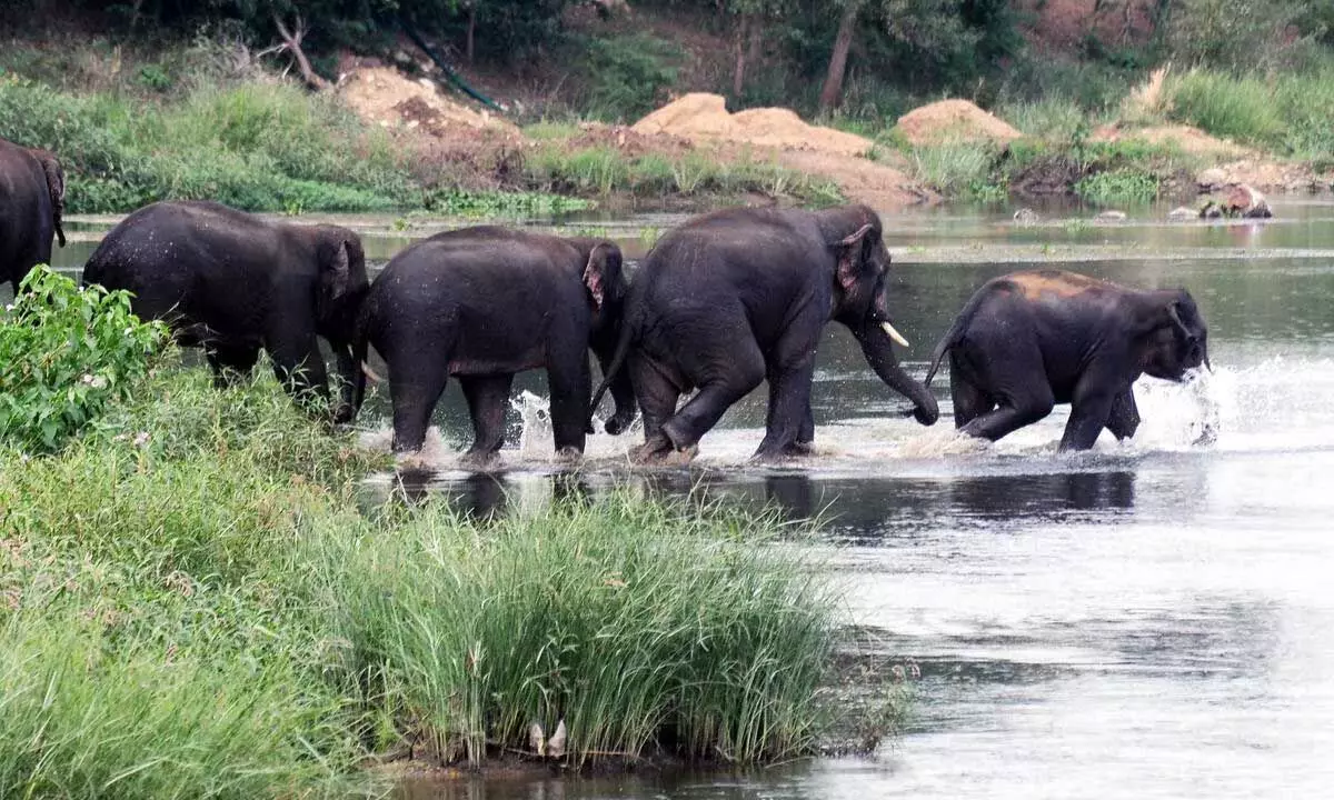 23 मई से पूरे दक्षिण भारत में समकालिक हाथी जनगणना होगी