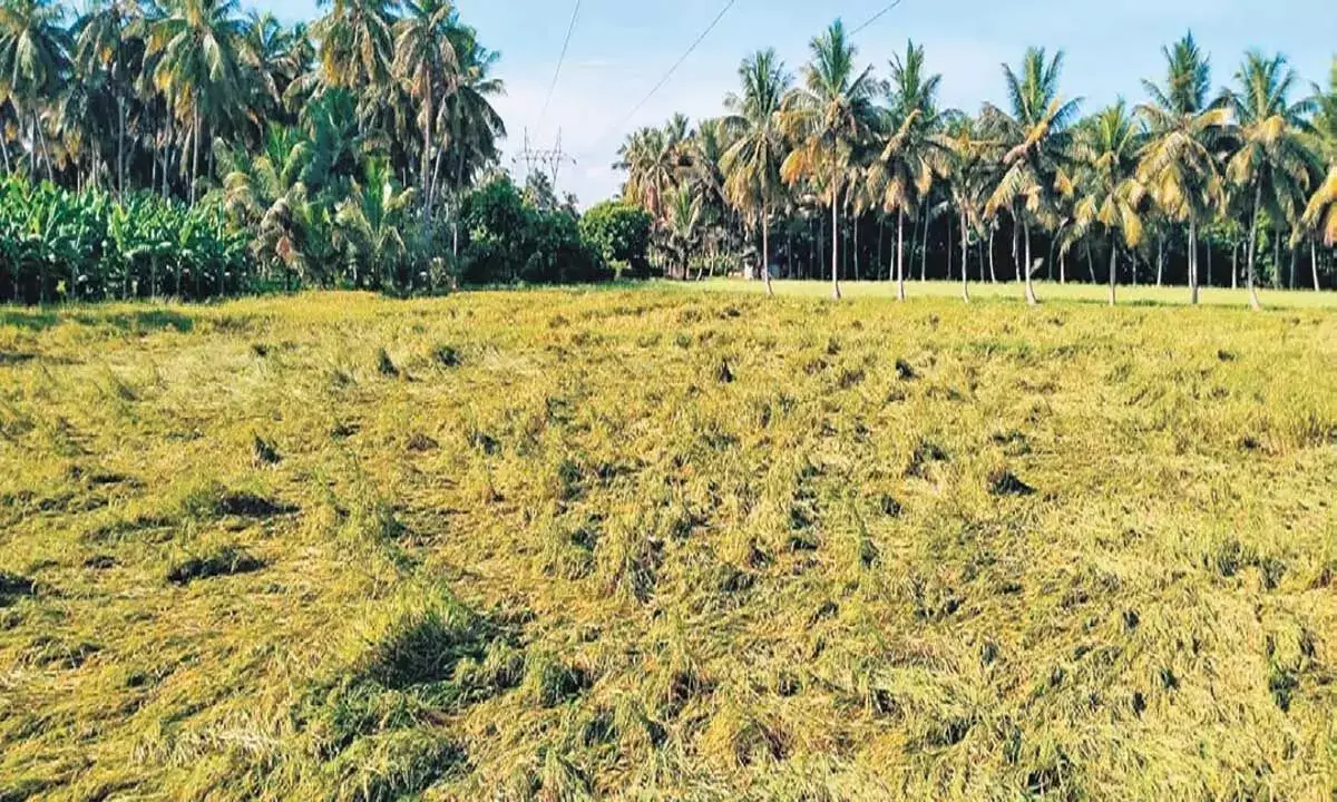 लगातार बारिश से 600 एकड़ में तैयार धान की फसल प्रभावित हुई