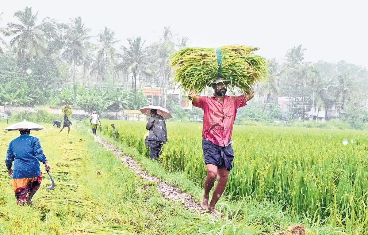 मूडी मानसून केरल के कृषि क्षेत्र के लिए मुसीबत बन गया