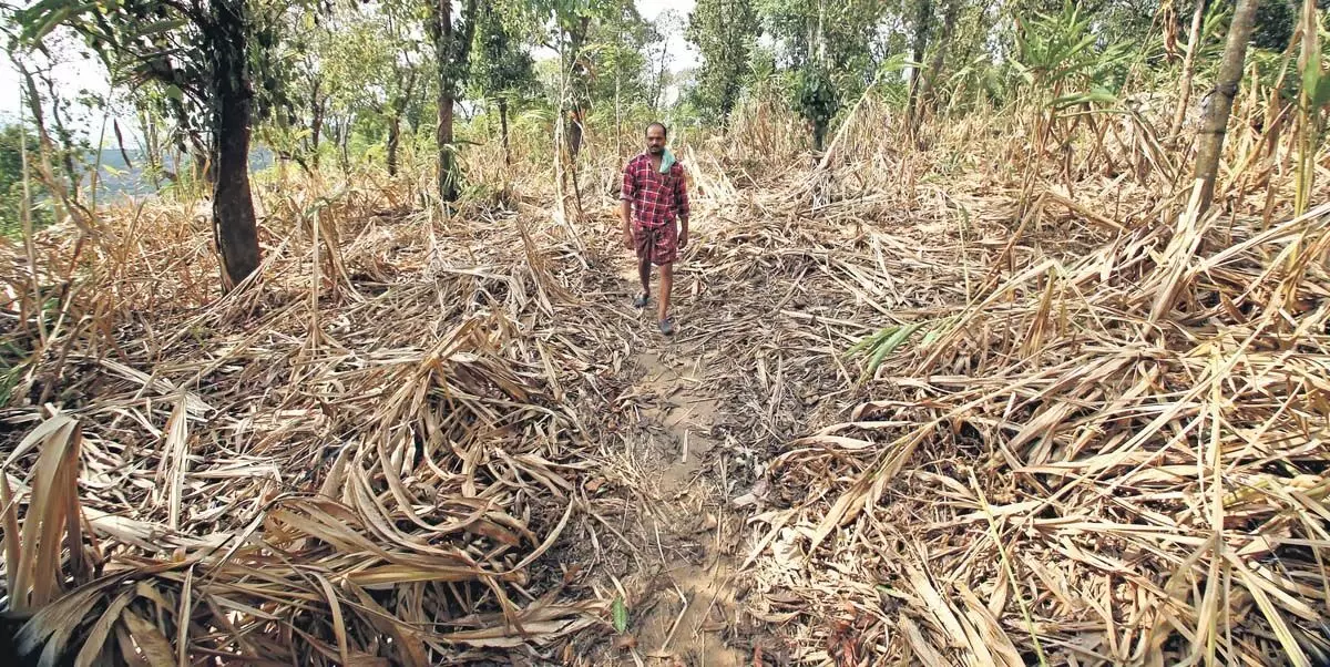 सूखे से फसलें नष्ट होने से केरल को 260 करोड़ रुपये का नुकसान हुआ