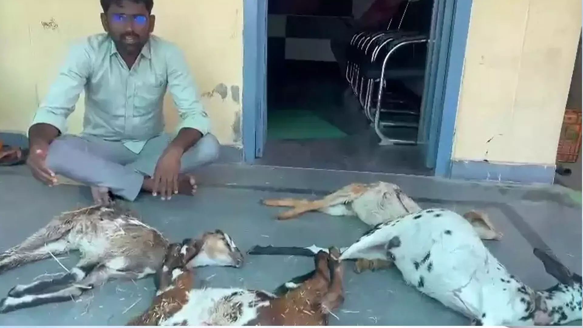 आवारा कुत्तों द्वारा मारी गई बकरियों के शवों के साथ युवाओं ने प्रदर्शन किया