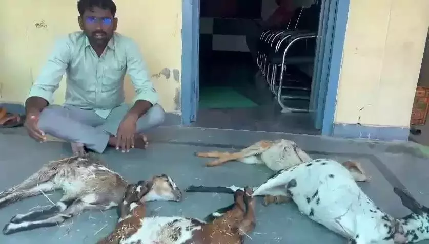 करीमनगर में आवारा कुत्तों द्वारा मारी गई बकरियों के शवों के साथ युवाओं ने प्रदर्शन किया