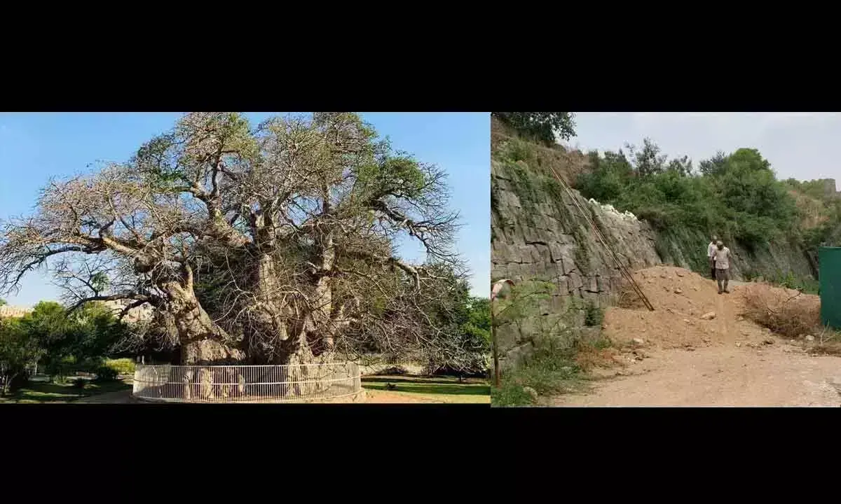 हटियां का झाड़ जल्द ही दर्शकों की पहुंच से बाहर हो जाएगा?