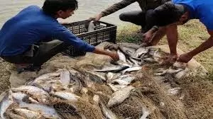 मछलियों के उत्पादन में बिहार आत्मनिर्भरता के करीब पहुंचा
