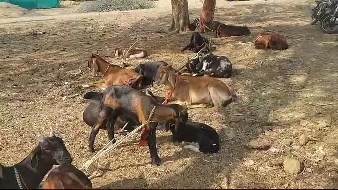 पशुपालन मंत्री के गांव से 58 बकरियां चोरी