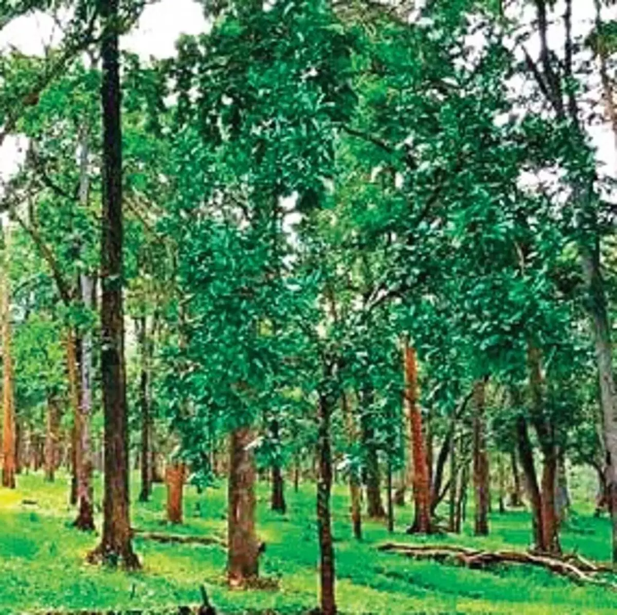 तेलंगाना के 7.65 लाख एकड़ जंगल पर अतिक्रमण