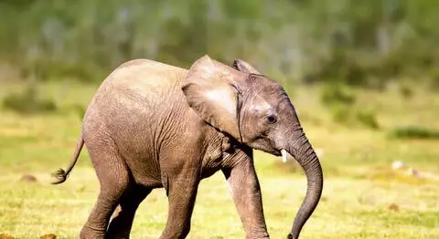 असम के करेकुरा जंगल में जंगली हाथी के बच्चे को बचाया गया