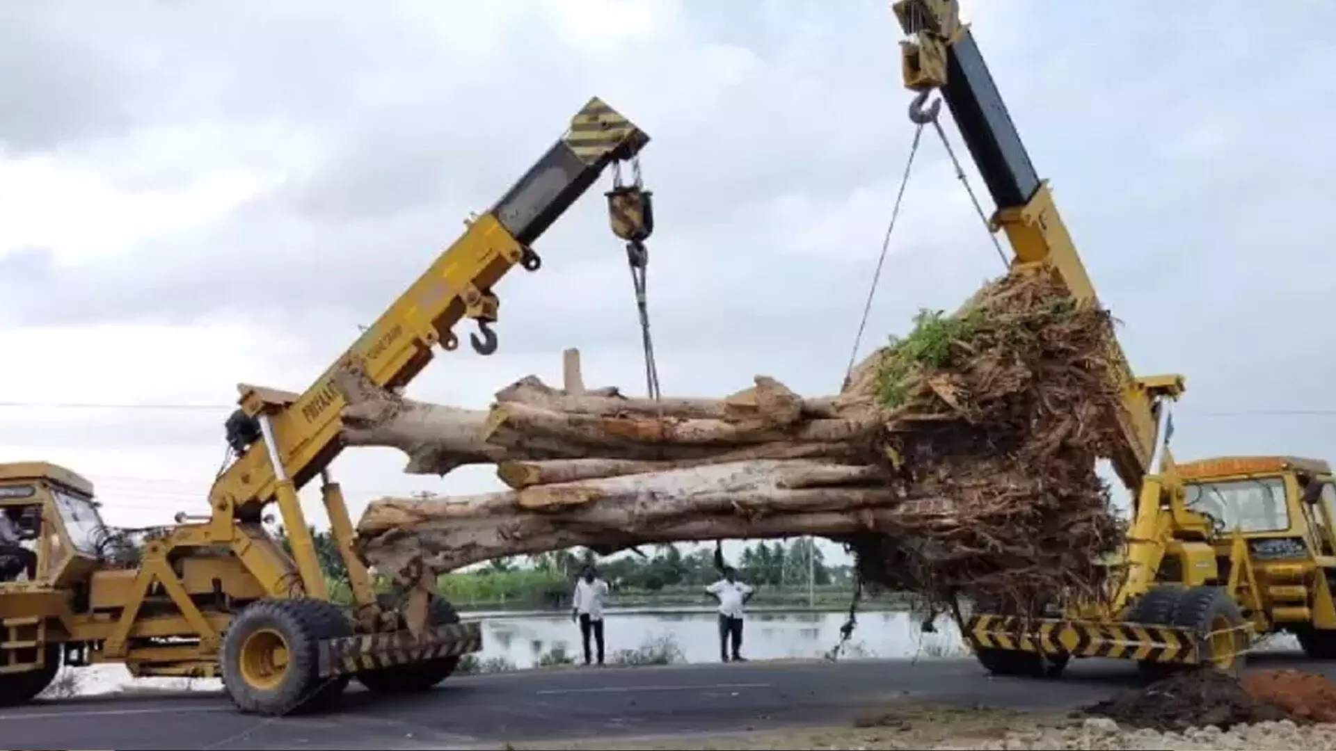 कांचीपुरम निवासी 50 साल पुराने पेड़ को कुल्हाड़ी से बचाने के लिए एक साथ आए