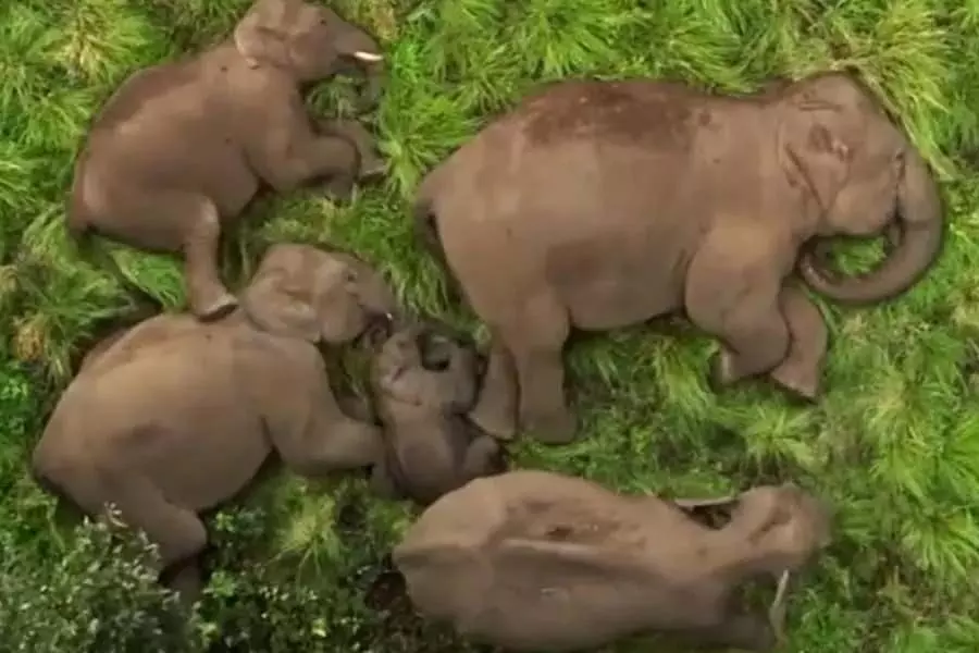 अनामलाई टाइगर रिजर्व में परिवार की झपकी के दौरान हाथी के बच्चे को जेड श्रेणी की सुरक्षा मिली