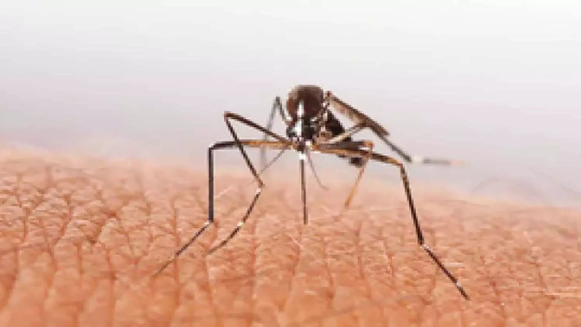 भारत में डेंगू का बढ़ता बोझ