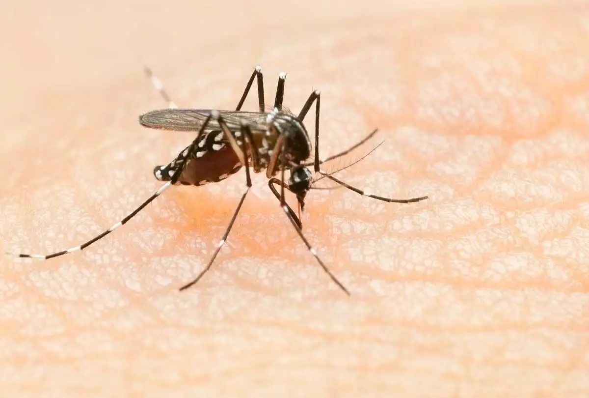 डेंगू से बचाव के लिए इन जरूरी बातों का रखें ख्याल