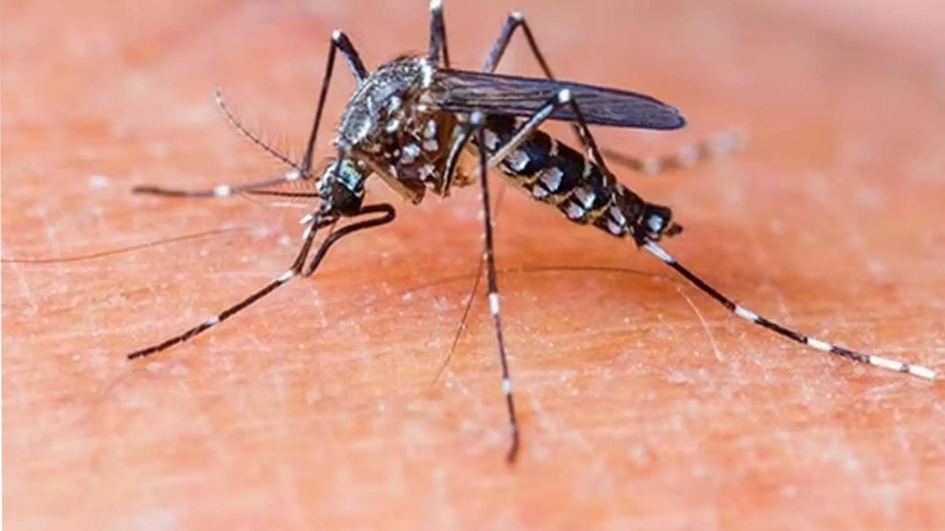 कर्नाटक में डेंगू के मामलों में वृद्धि