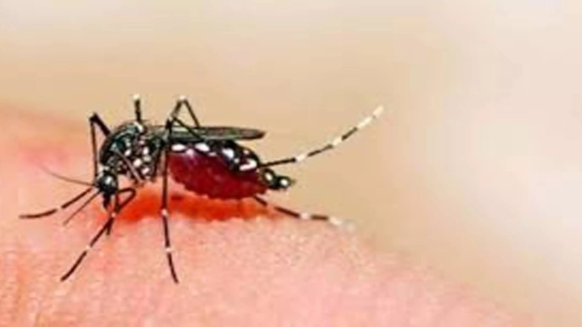 डेंगू के मामले बढ़ने पर स्वास्थ्य विभाग का निर्देश