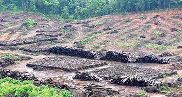 फाउंडेशन ने सुप्रीम कोर्ट को बताया कि मोल्लेम में वनीकरण लगभग विफल