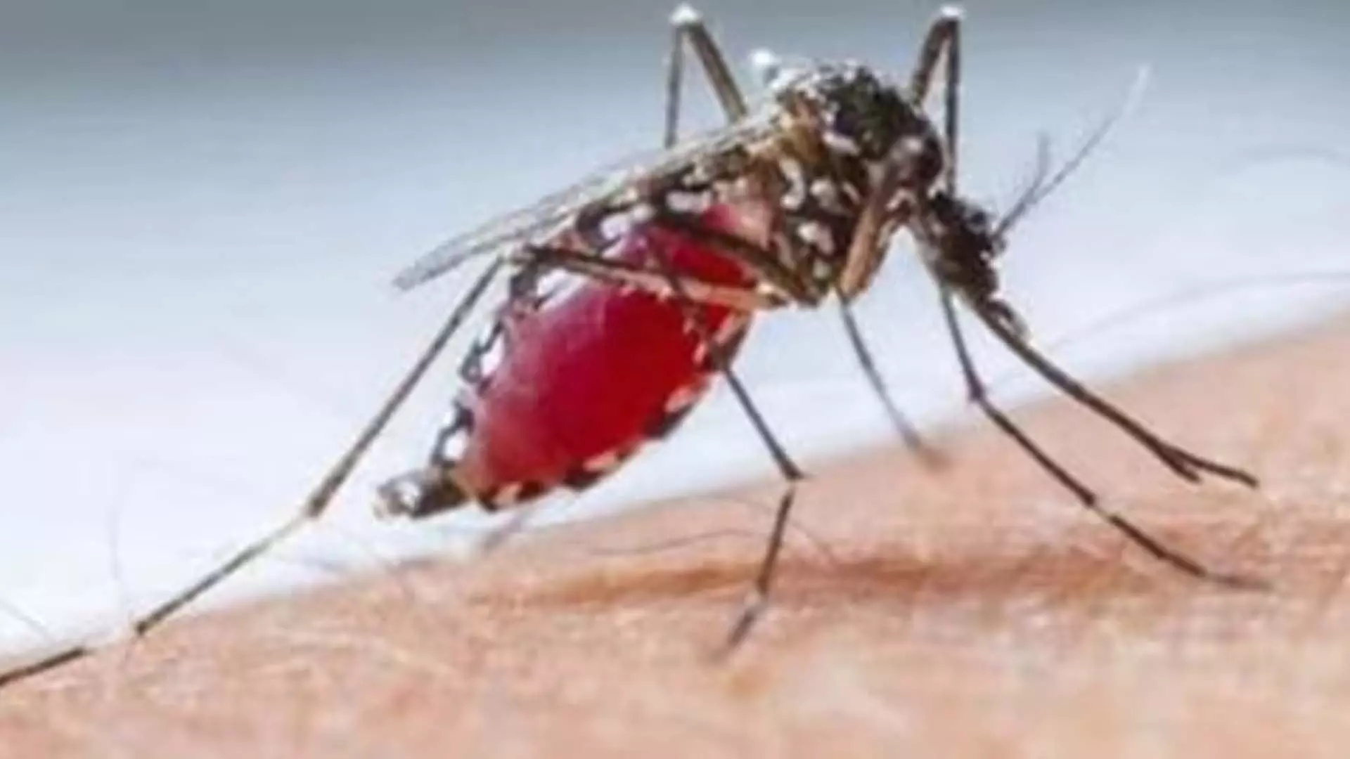 बेंगलुरु में मई में डेंगू के 172 मामले दर्ज, नगर निकाय हाई अलर्ट पर