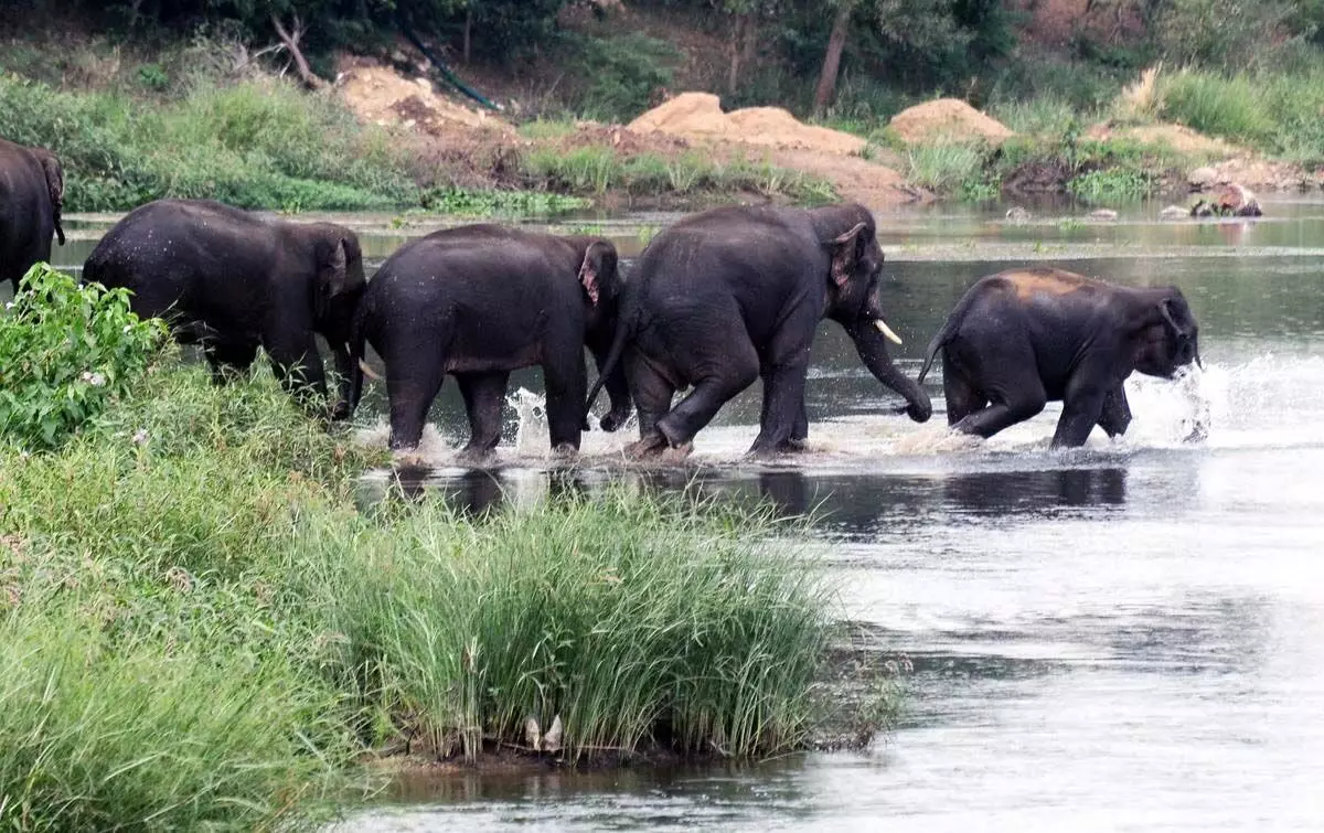 दक्षिणी राज्यों में 23 मई से तीन दिवसीय समकालिक हाथी जनगणना