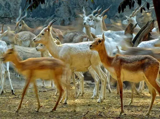 पशु क्रूरता रोकने के लिए कदम उठाए गए हैं, सरकार ने एचसी को बताया