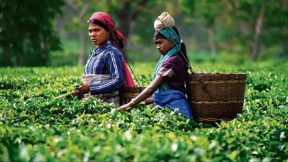 असम के चाय बागान स्वच्छ जल पहुंच से सशक्त हुए