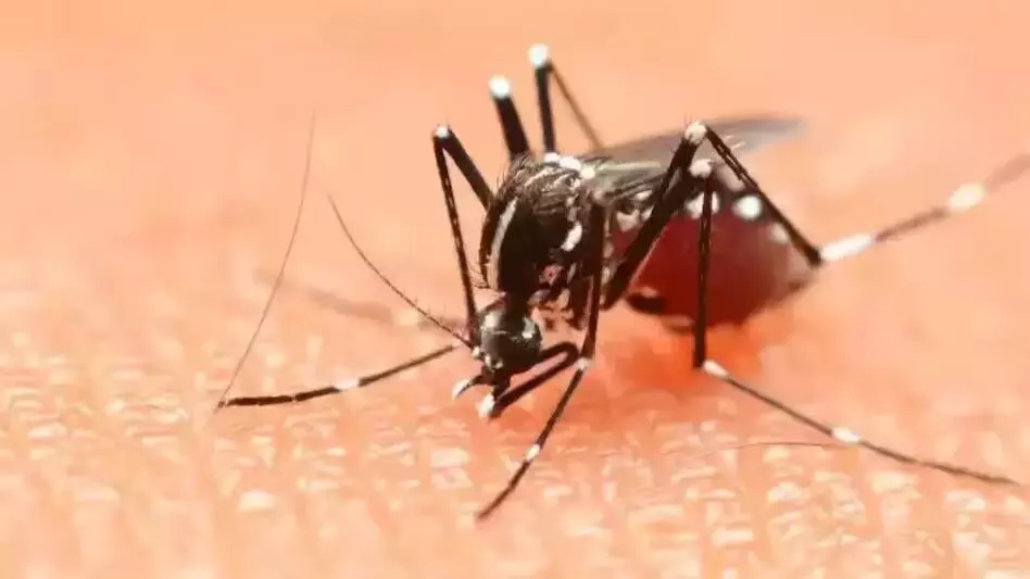 मिजोरम दो वर्षों में डेंगू से सात मौतें