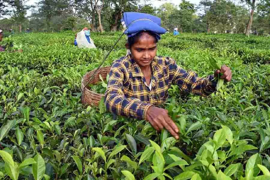 बागानों में चाय की कम पैदावार से मजदूरी प्रभावित, टीएमसी यूनियन ने बंगाल सरकार से मदद मांगी