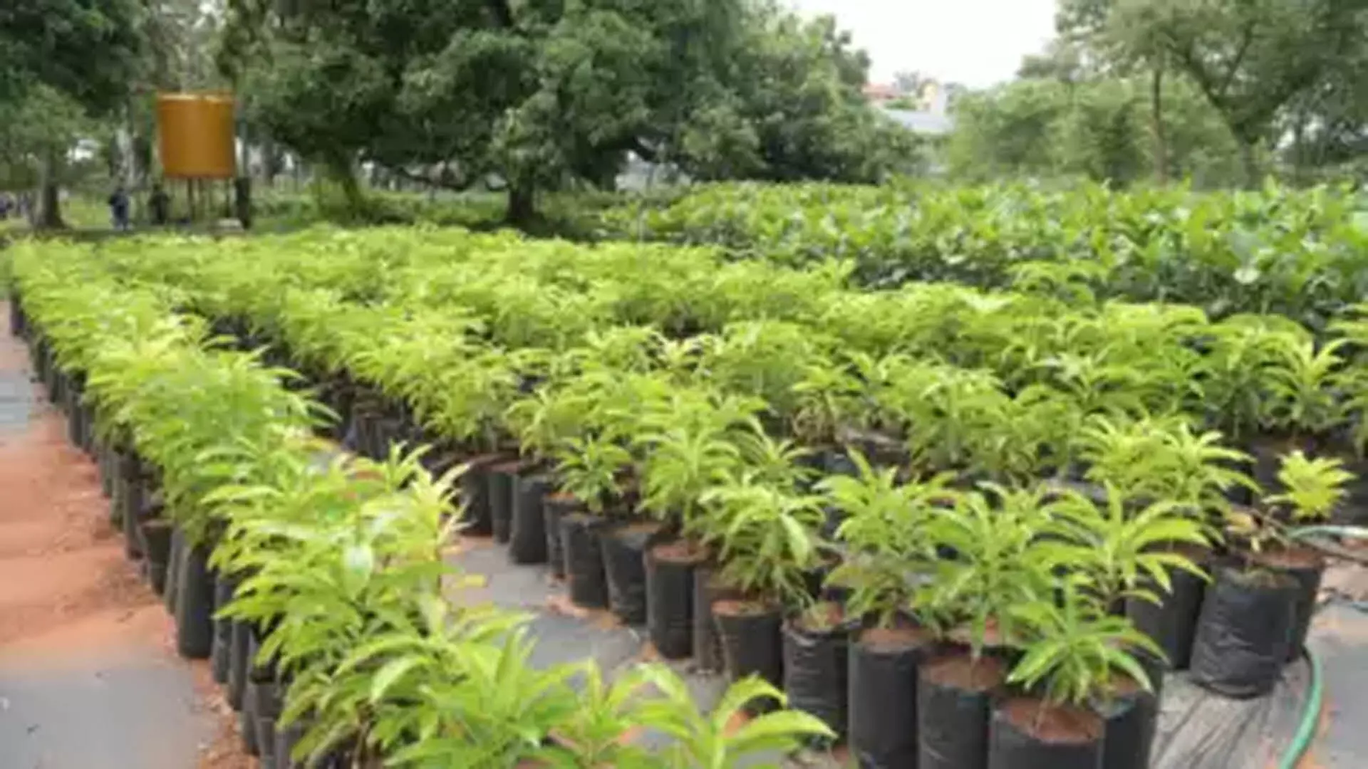 कर्नाटक में लगाए 5 करोड़ पौधे, वन मंत्री ने पौधों के ऑडिट का आदेश दिया