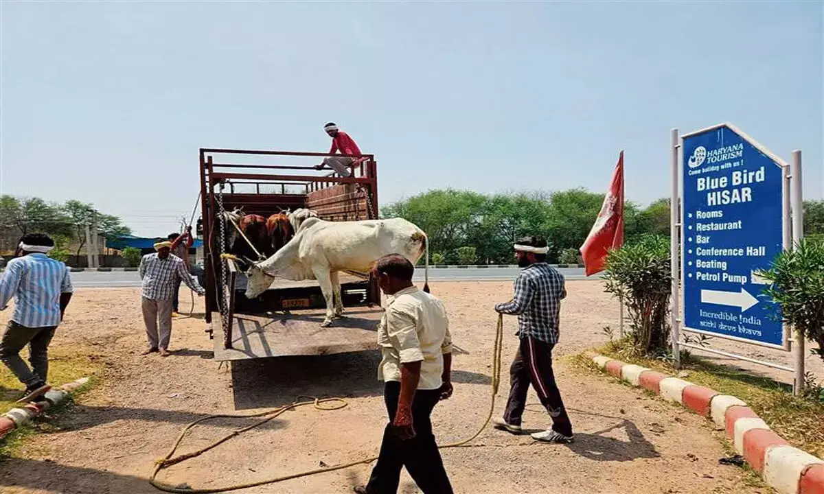 हिसार एमसी ने शहर में मवेशियों को खुला न छोड़ने का आग्रह किया