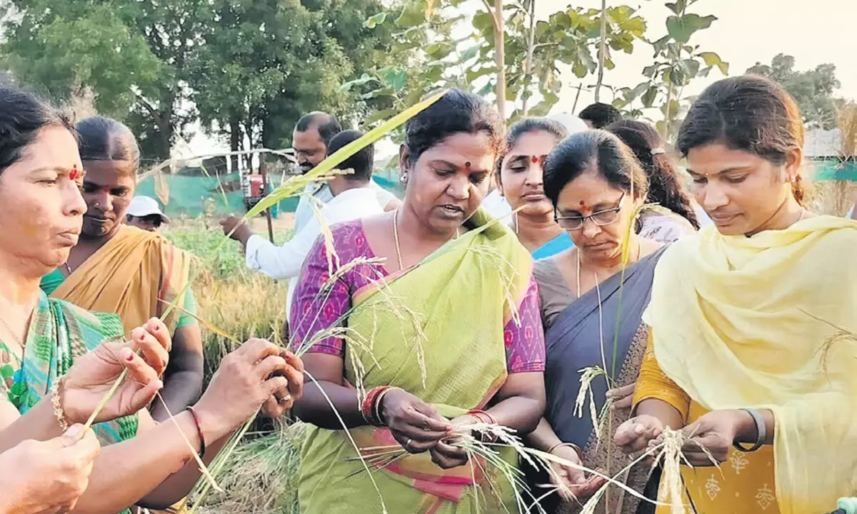 ग्रामीण निर्मल में गौरैया के गीतों को पुनर्जीवित करना