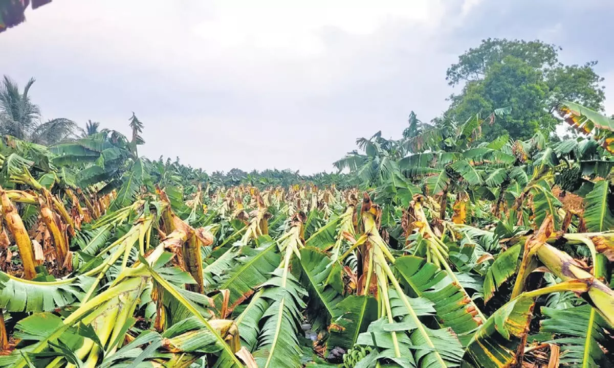 त्रिची में आंधी ने 500 एकड़ में लगी केले की फसल को नुकसान पहुंचाया