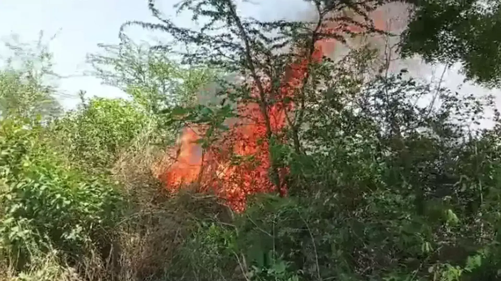 Forest fire: Fire engines reached the spot, concern increased regarding the safety of wild animals.