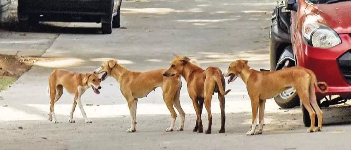 गुंटूर जिले में कसाई ने गर्भवती आवारा कुत्ते को मार डाला
